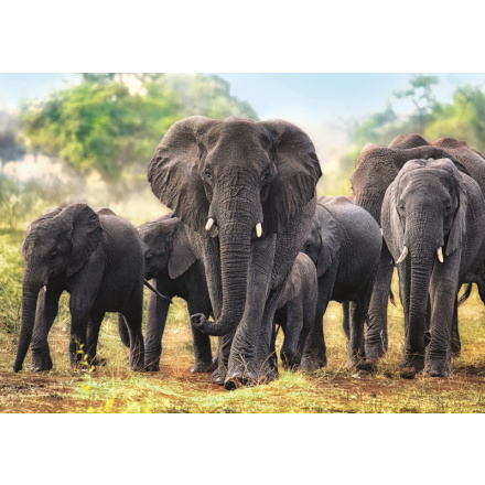 TREFL Puzzle Afričtí sloni 1000 dílků 118221
