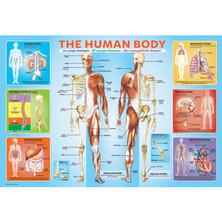 EUROGRAPHICS Puzzle Lidské tělo 200 dílků 144286
