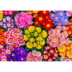 WOODEN CITY Dřevěné puzzle Rozkvetlé květiny 2v1, 505 dílků EKO 147688